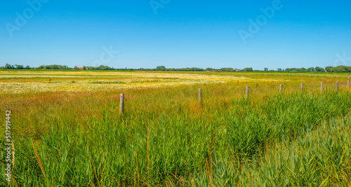 Field in wetland with water  grasses and reed under a blue sky in bright sunlight in summer  Walcheren  Zeeland  the Netherlands  July  2022