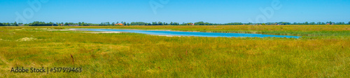 Field in wetland with water, grasses and reed under a blue sky in bright sunlight in summer, Walcheren, Zeeland, the Netherlands, July, 2022 © Naj