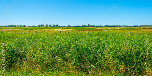 Field in wetland with water, grasses and reed under a blue sky in bright sunlight in summer, Walcheren, Zeeland, the Netherlands, July, 2022