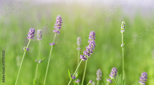 Background of several branches of lavenders