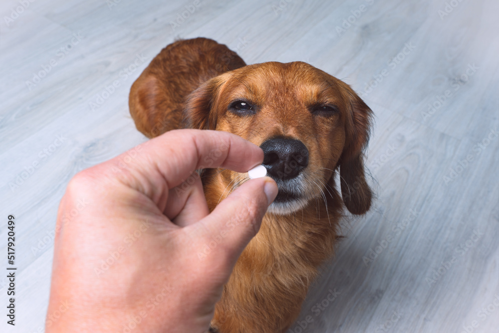 Dog sick medicine deals