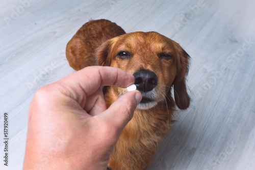 Owner giving medicine in a pill or tablet to his sick dog. Medicine and vitamins for pets. Pills for animals. photo