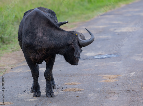 Kaffernbüffel im Naturreservat Hluhluwe Nationalpark Südafrika