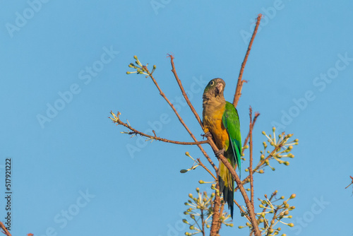 Cactus Parakeet