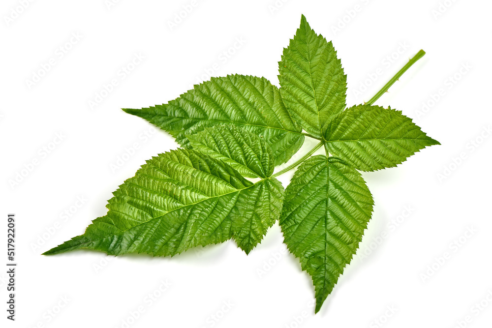 Raspberry branch, isolated on white background. Raspberry branch, isolated on white background.