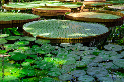 giant tropical lily green leaves in a pond