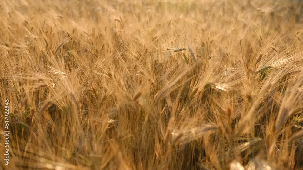 Wheat field, ears of wheat swaying from the gentle wind. Golden ears are slowly swaying in the wind close-up. View of ripening wheat field at summer day. Agriculture industry. Wheat field, ears of wheat swaying from the gentle wind. Golden ears are slowly swaying in the wind close-up. View of ripening wheat field at summer day. Agriculture industry.