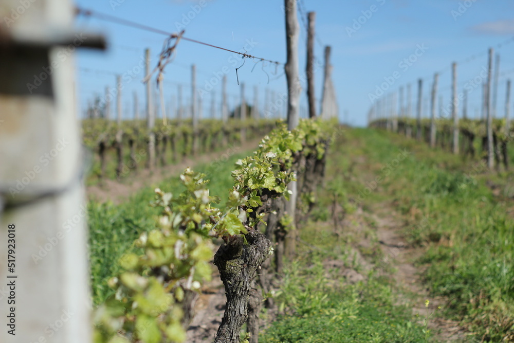 vineyard landscap wine nature farm vine field grapes vineyard landscap wine nature farm vine field grapes