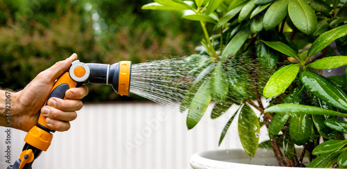 watering rhododendron plant with garden water hose nozzle. copy space photo