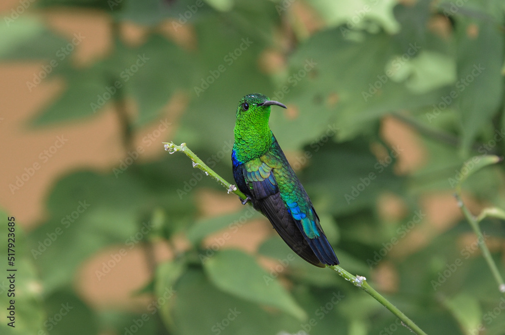 Fototapeta premium colorful bird in nature