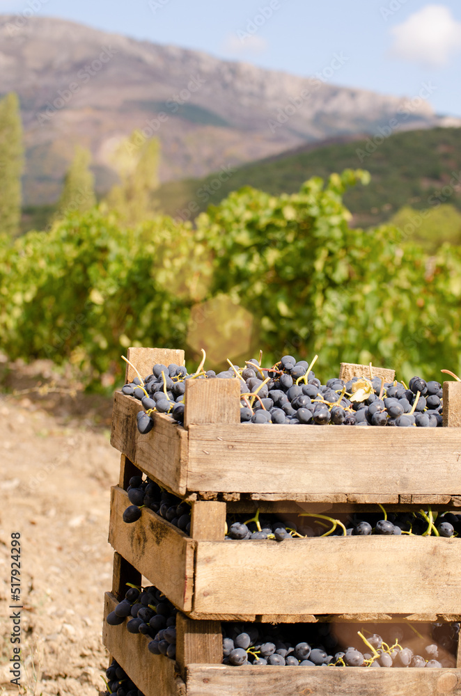 Wooden crates fool of harvested grapes at vineyard sunset time