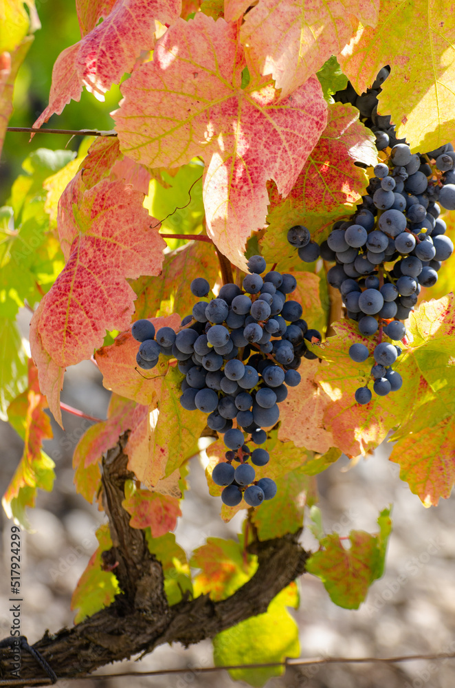 Blue grape cluster on vine closeup photo