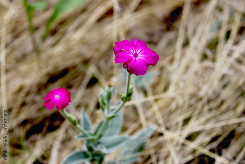 flowers in the garden