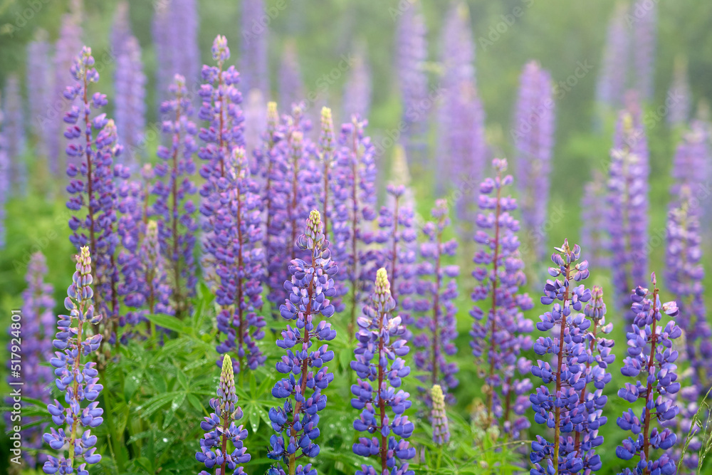 close up of violet lupine flowers, lupinus, at lake Zeinissee, Silvretta mountains, Tirol, Austria close up of violet lupine flowers, lupinus, at lake Zeinissee, Silvretta mountains, Tirol, Austria