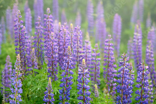 close up of violet lupine flowers, lupinus, at lake Zeinissee, Silvretta mountains, Tirol, Austria