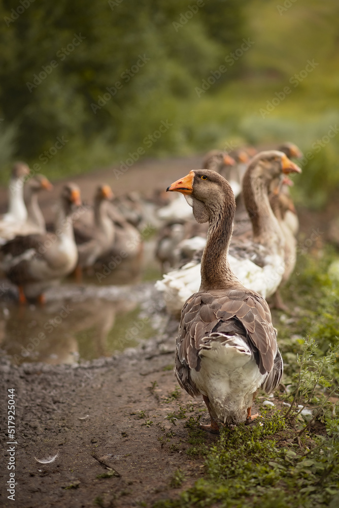 Obraz premium Photo of a flock of domestic geese in a meadow.
