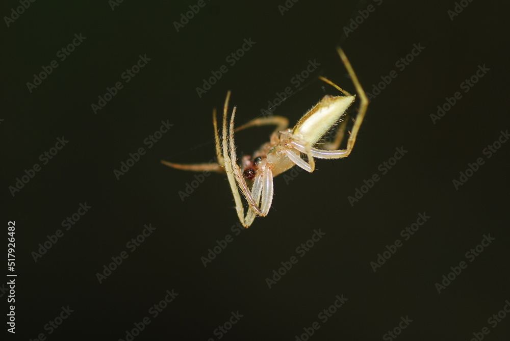 Naklejka premium aranoso