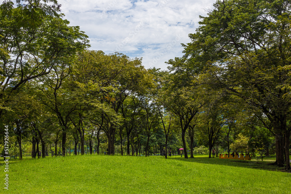 Obraz premium Green grass with tree forest in city park