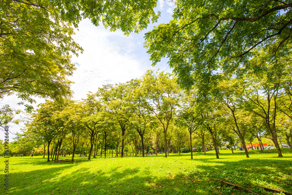 Green grass with tree forest in city park Green grass with tree forest in city park