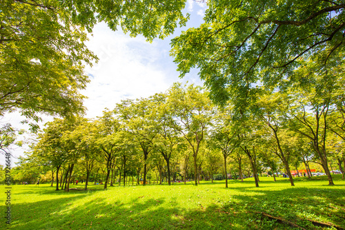 Fototapeta Naklejka Na Ścianę i Meble -  Green grass with tree forest in city park