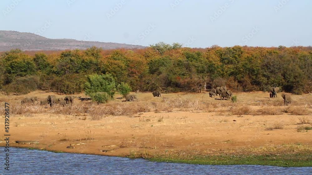 Herd of African bush elephants walking on lake side in Kruger National park, South Africa ; Specie Loxodonta africana family of Elephantidae Herd of African bush elephants walking on lake side in Kruger National park, South Africa ; Specie Loxodonta africana family of Elephantidae
