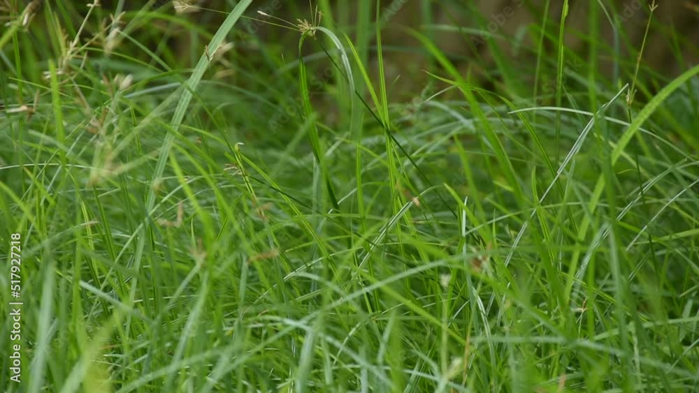 green grass in the wind green grass in the wind