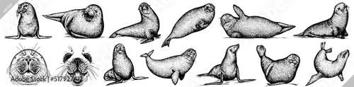 Vintage engrave isolated seal set illustration ink sketch. Sea lion background arctic vector art