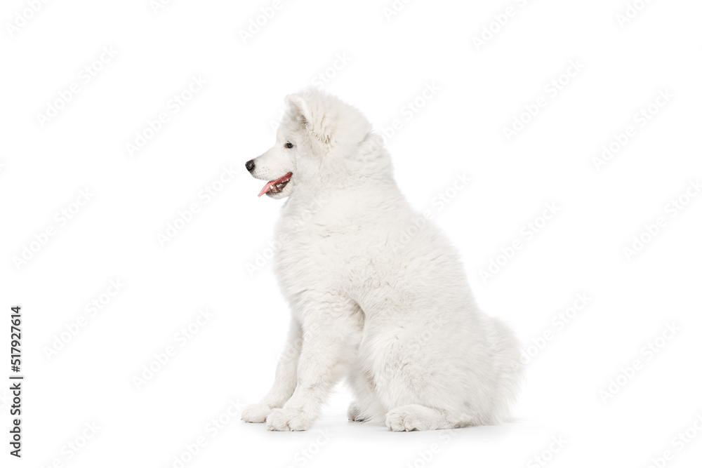 Profile view of breed dog, fluffy snow-white Samoyed husky isolated on white studio background. Concept of animal, pets, care, fashion, ad