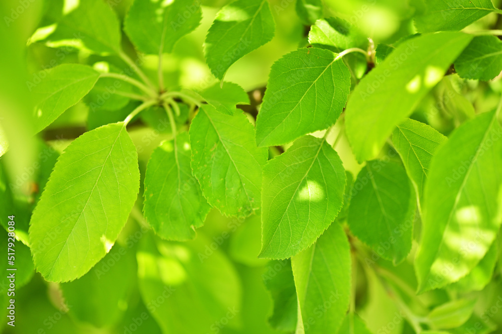 Nature of green leaf in garden at summer. Natural green leaves plants using as spring background cover page environment ecology or greenery wallpaper Nature of green leaf in garden at summer. Natural green leaves plants using as spring background cover page environment ecology or greenery wallpaper