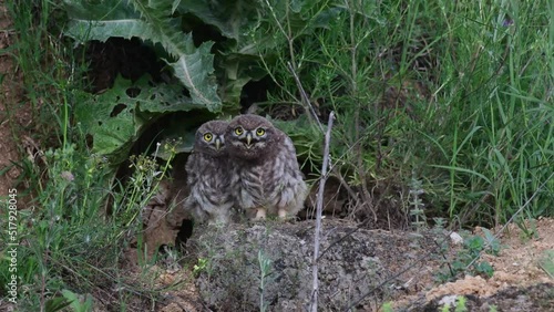 Beautiful little owl in the wild. Athene noctua. A young owls chicks. photo