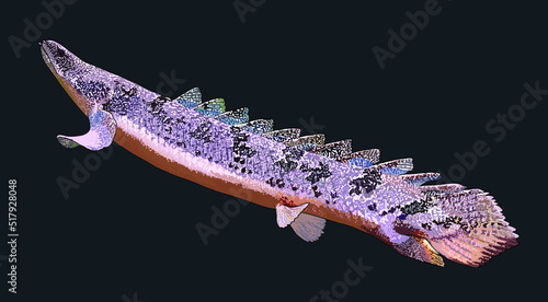 Drawing barred bichir, exotic, art.illustration, vector