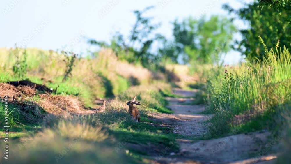 European hare Lepus europaeus, also known as the brown hare, are standing on a country road. European hare Lepus europaeus, also known as the brown hare, are standing on a country road.
