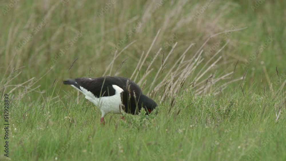 Oystercatcher feeding by probing with it's orange bill on upland pasture Oystercatcher feeding by probing with it's orange bill on upland pasture