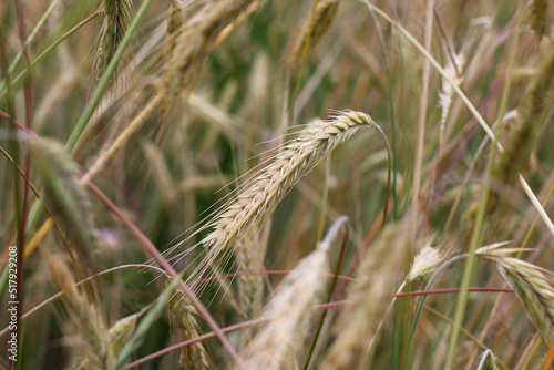ripening ears close-up on a grain field