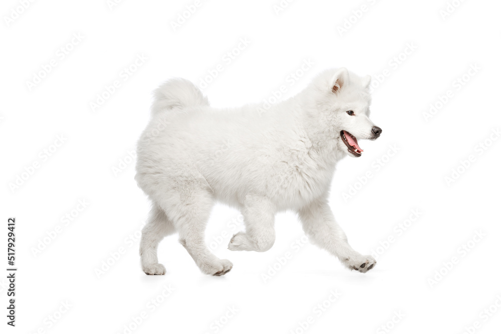 Portrait of breed dog, fluffy snow-white Samoyed husky isolated on white studio background. Concept of animal, pets, care, fashion, ad Portrait of breed dog, fluffy snow-white Samoyed husky isolated on white studio background. Concept of animal, pets, care, fashion, ad