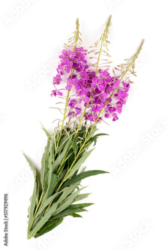 Bushes of the flowering plant ivan-tea (ivan-grass, kipreya, epilobium) on a white isolated background. Blank for the design. Traditional medicine.