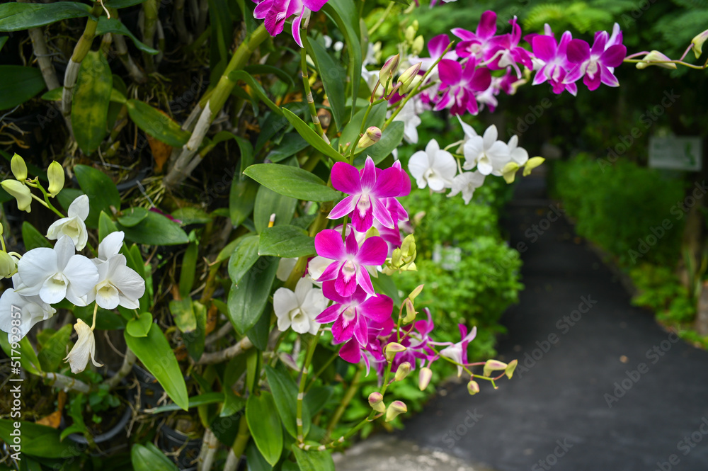 Colorful orchids in garden.