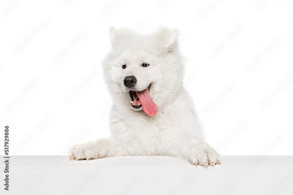 Portrait of breed dog, fluffy snow-white Samoyed husky isolated on white studio background. Concept of animal, pets, care, fashion, ad Portrait of breed dog, fluffy snow-white Samoyed husky isolated on white studio background. Concept of animal, pets, care, fashion, ad