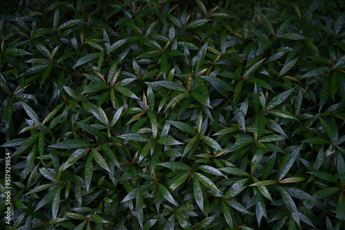 tropical leaf foliage nature dark green background