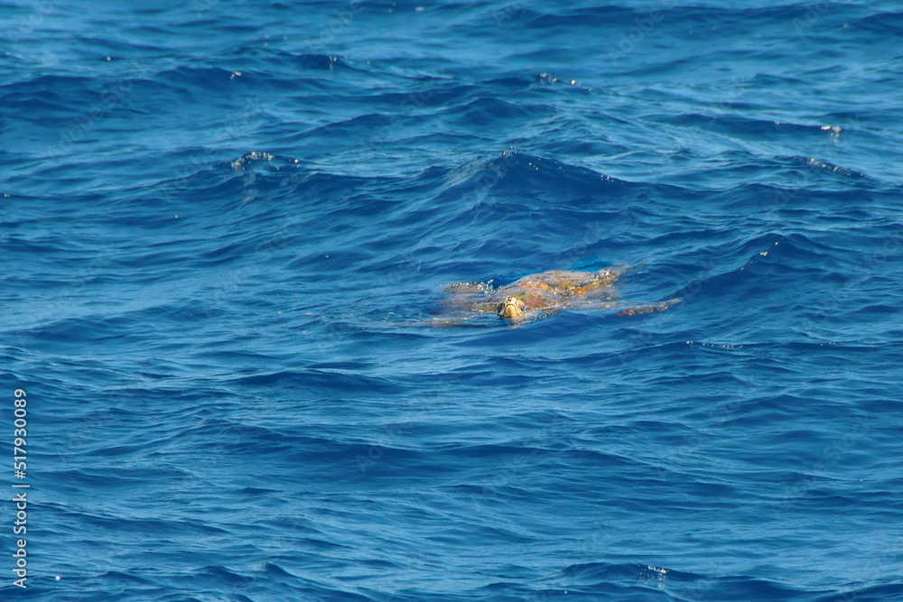 Fototapeta premium turtle in the sea