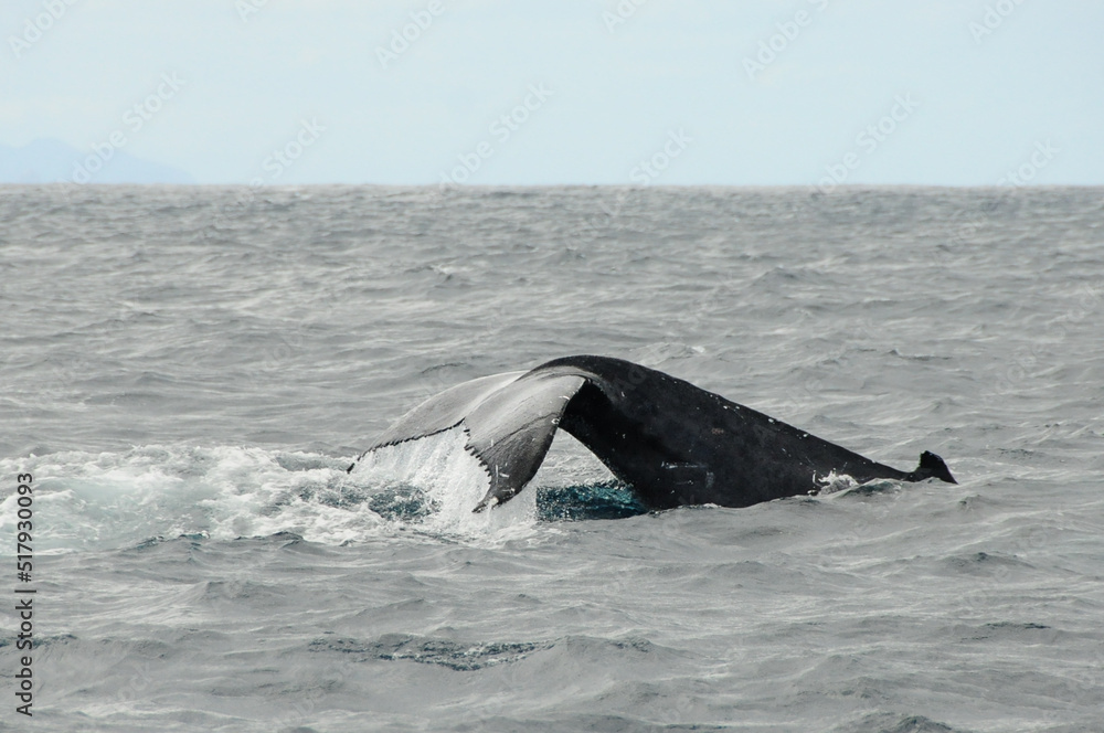 Fototapeta premium whale in the sea