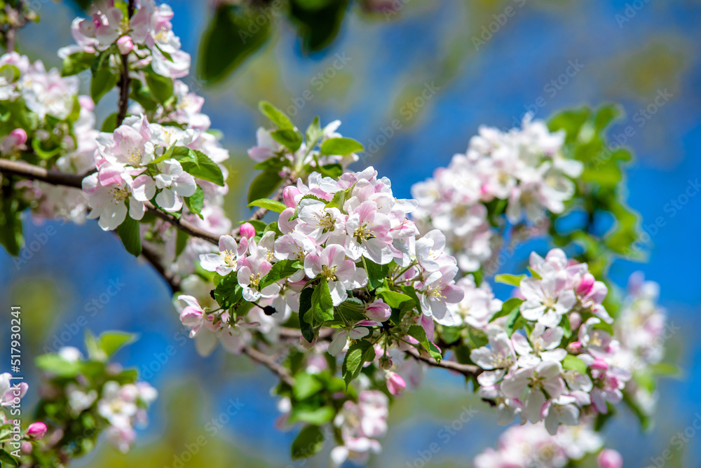 appletree blossom branch in the garden in spring
appletree blossom branch in the garden in spring