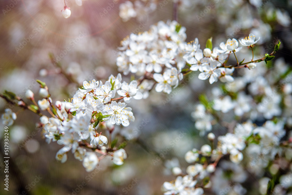 Cherry blossom branch in the garden in spring
Cherry blossom branch in the garden in spring