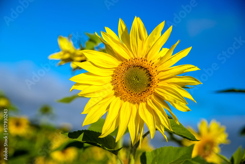 Sunflower flowers on blue sky background 