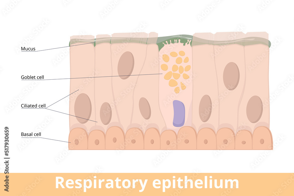 Respiratory epithelium. A type of ciliated columnar epithelium found