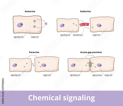 Chemical signaling. Common forms of chemical signaling between cells, including autocrine, gap junctions, paracrine and endocrine forms.