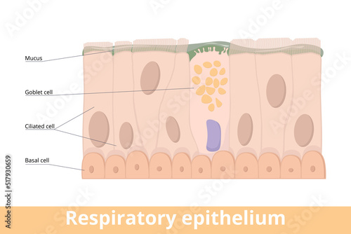 Respiratory epithelium. A type of ciliated columnar epithelium found lining most of the respiratory tract as respiratory mucosa including goblet cell, basal and ciliated cells, mucus. photo