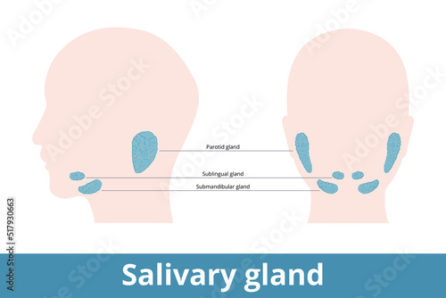 Salivary gland. Glands that make saliva, their schematic location: under and behind the jaw (parotid, sublingual and submandibular).