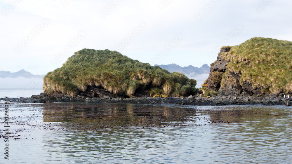 Small islet covered in tussock grass in the cove at Jason Harbor, South Georgia Island Small islet covered in tussock grass in the cove at Jason Harbor, South Georgia Island