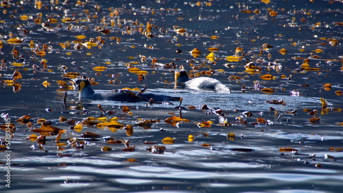 King penguins (Aptenodytes patagonicus) swimming in the cove at Jason Harbor, South Georgia Island